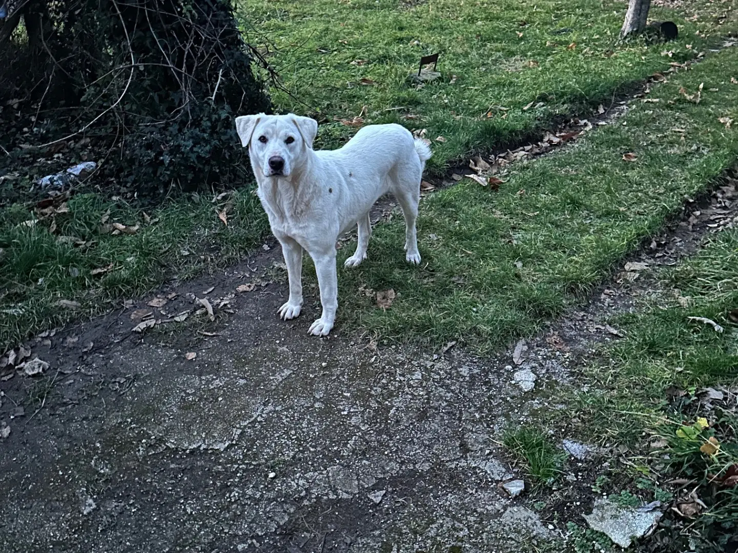 Adotta il cane Nana a Salerno