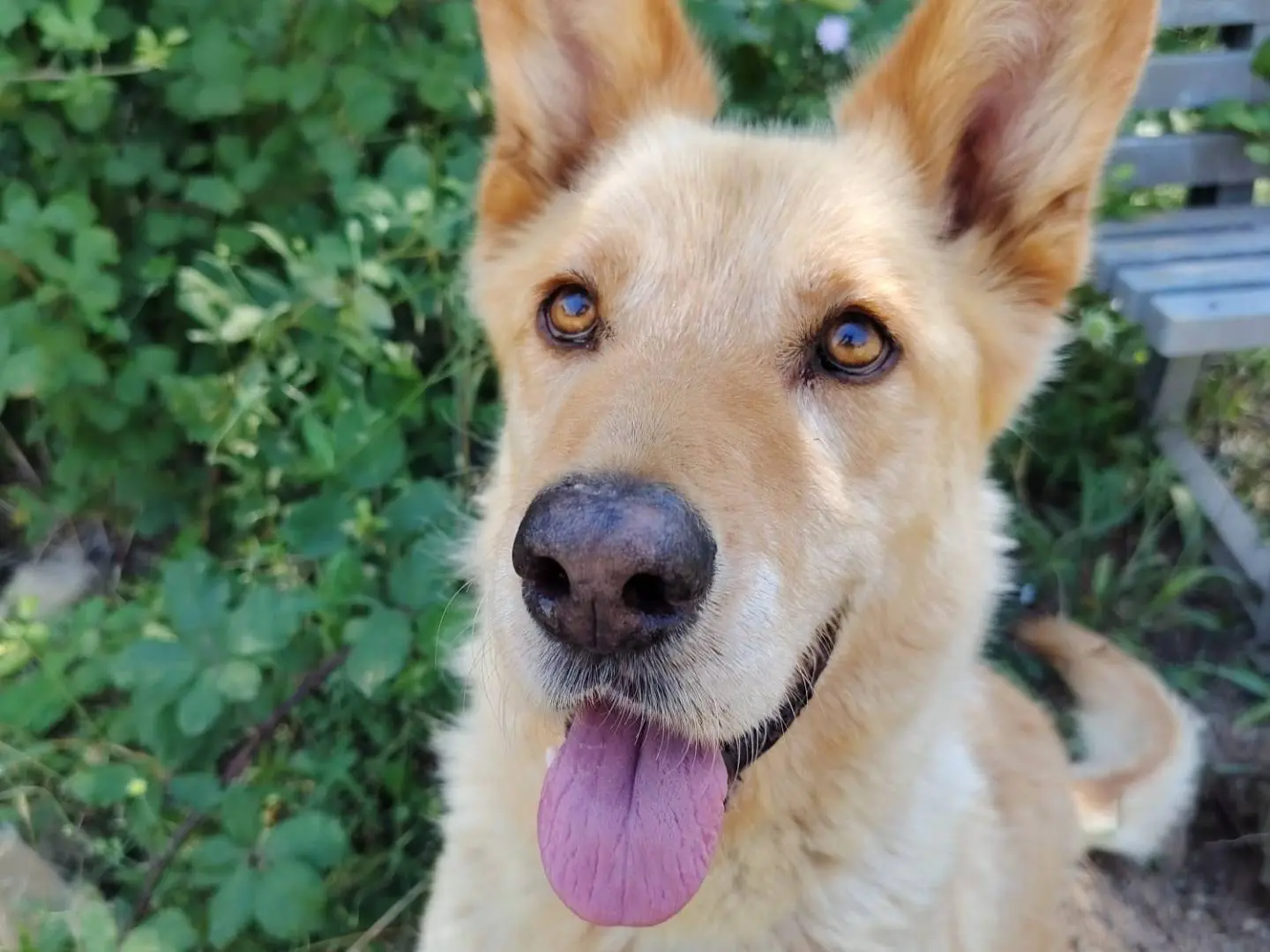Adotta un cane, maschio, 7 anni e 4 mesi, Roma
