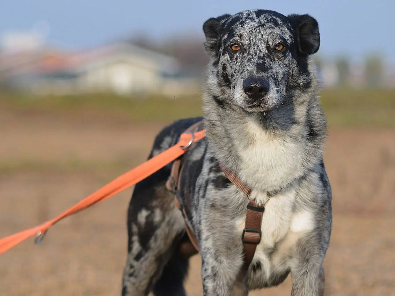 Adotta un cane, maschio, 7 anni e 3 mesi, Como