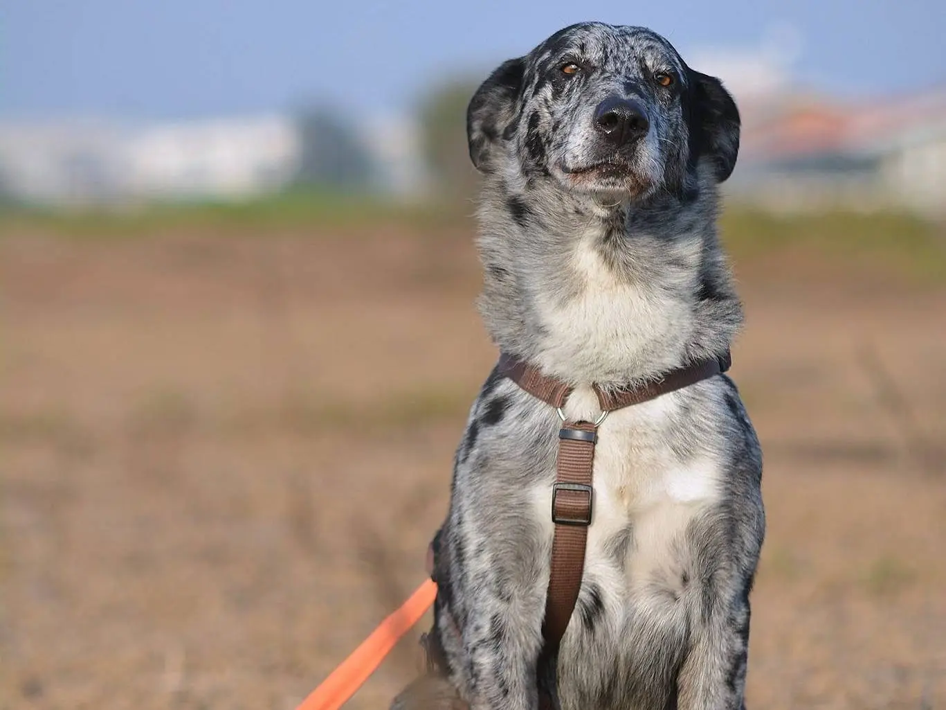 Adotta un cane, taglia media contenuta, maschio, Como