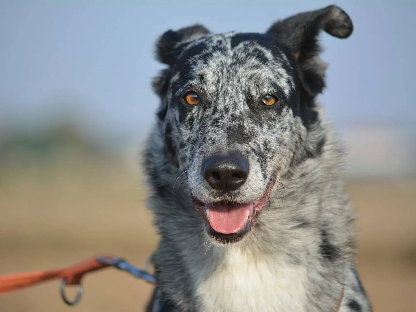 Adozione cane, maschio, Razza sconosciuta Razza sconosciuta, 7 anni e 3 mesi, taglia media contenuta, Como