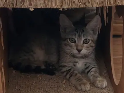 Adotta un gatto, femmina, 5 mesi, Crotone