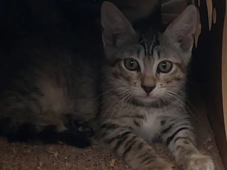 Adozione gatto, femmina, Razza sconosciuta Razza sconosciuta, 5 mesi, taglia non valida, Crotone