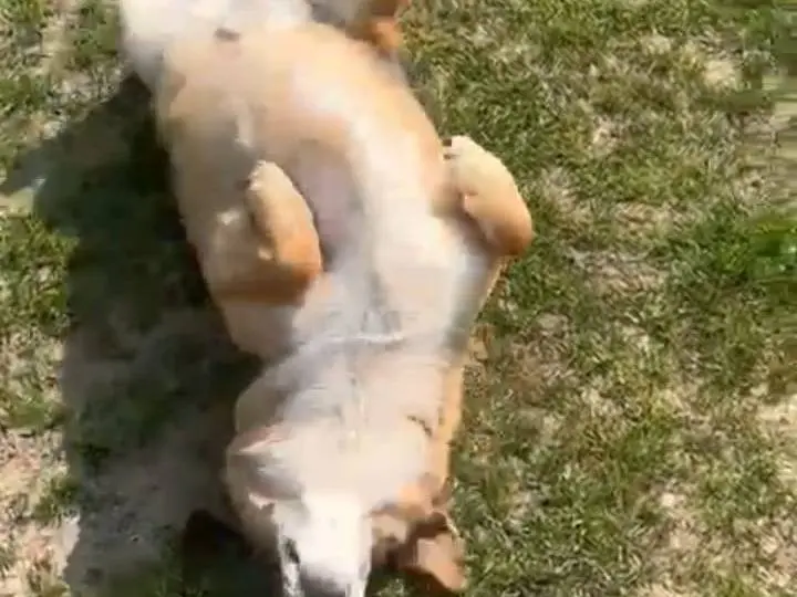 Adotta un cane, taglia media, femmina, Alessandria
