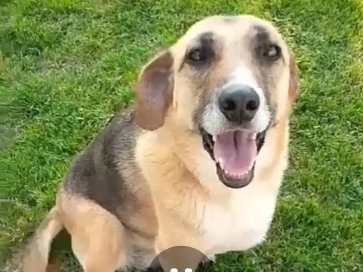 Adotta un cane, femmina, 5 anni e 4 mesi, Alessandria