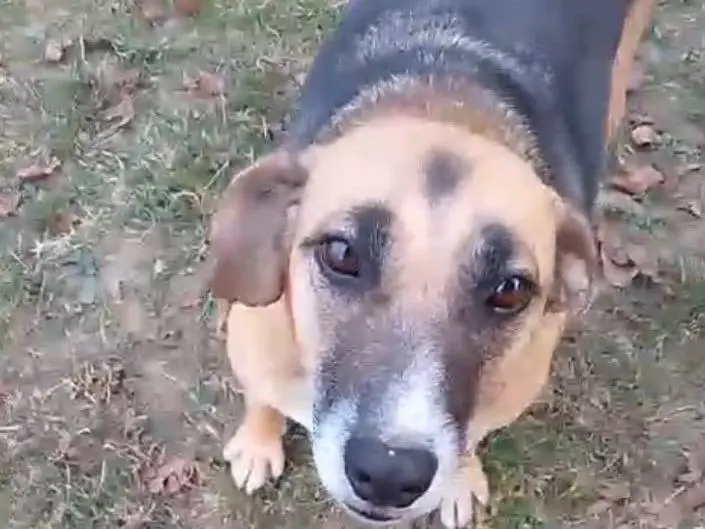 Adozione cane, femmina, Razza sconosciuta Razza sconosciuta, 5 anni e 4 mesi, taglia media, Alessandria