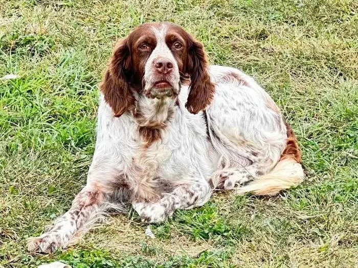 Vuoi adottare un cane a Alessandria?