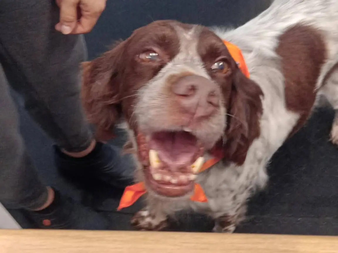 Adotta il cane KIRA a Alessandria
