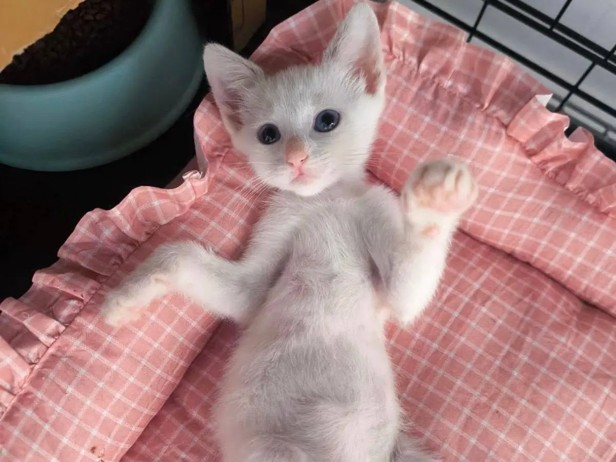 Adotta un gatto, femmina, 3 mesi, Bari