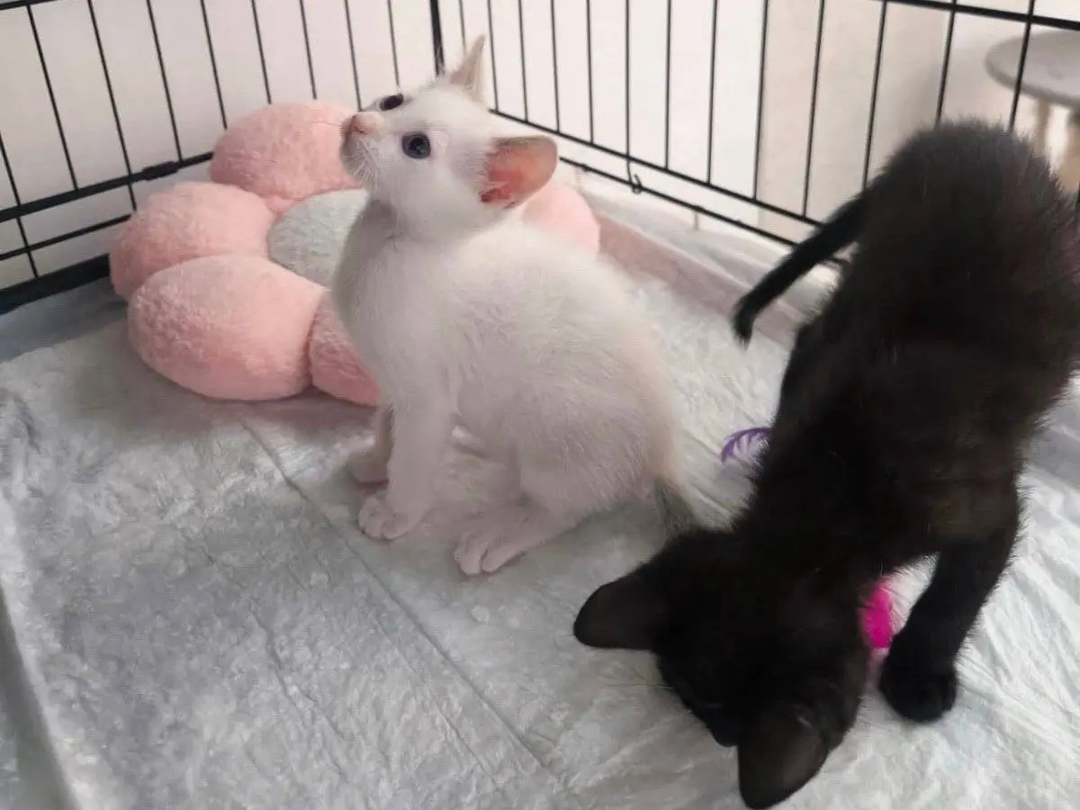 Adotta un gatto, taglia non valida, femmina, Bari
