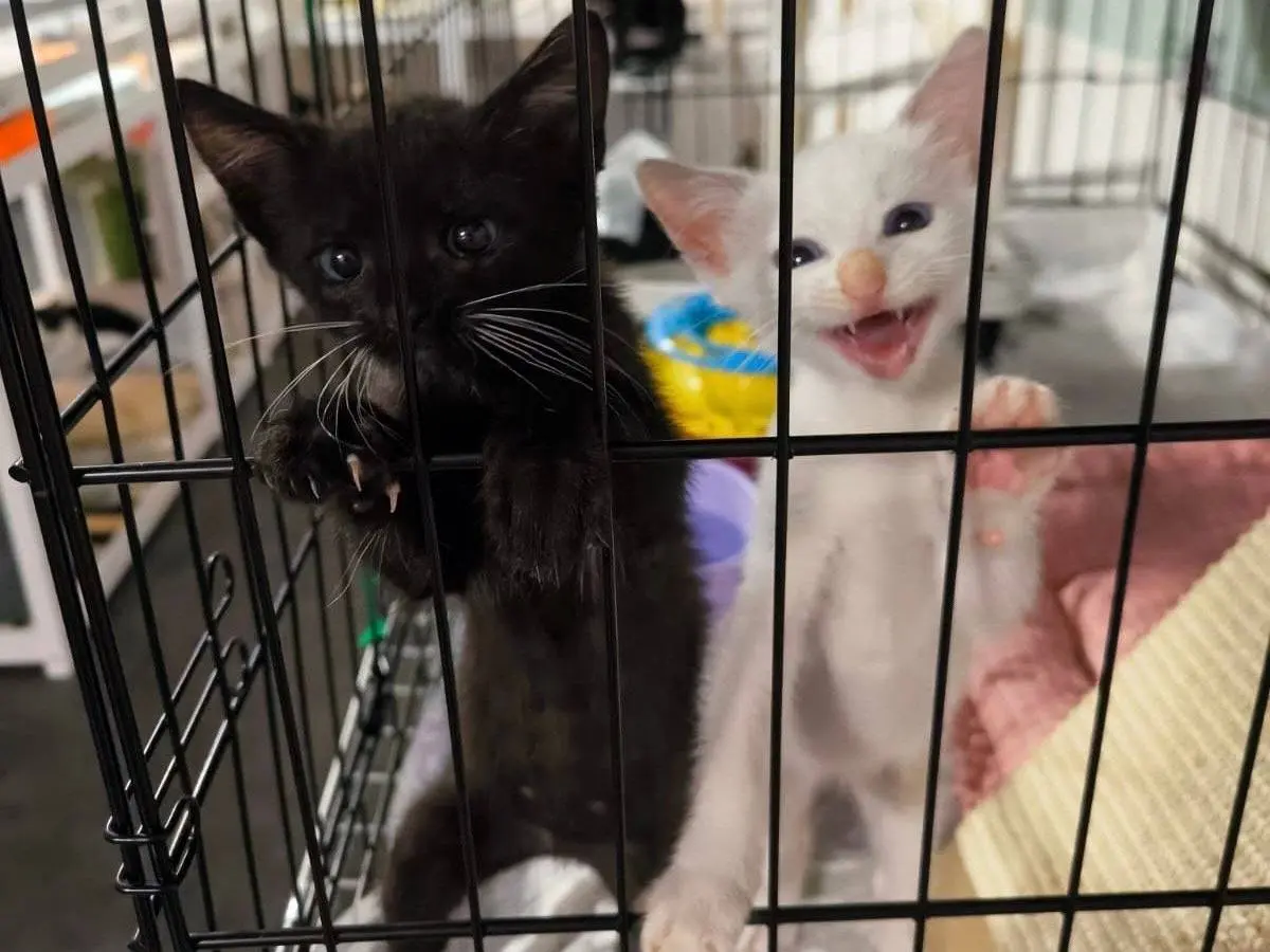 Adozione gatto, femmina, Razza sconosciuta Razza sconosciuta, 3 mesi, taglia non valida, Bari