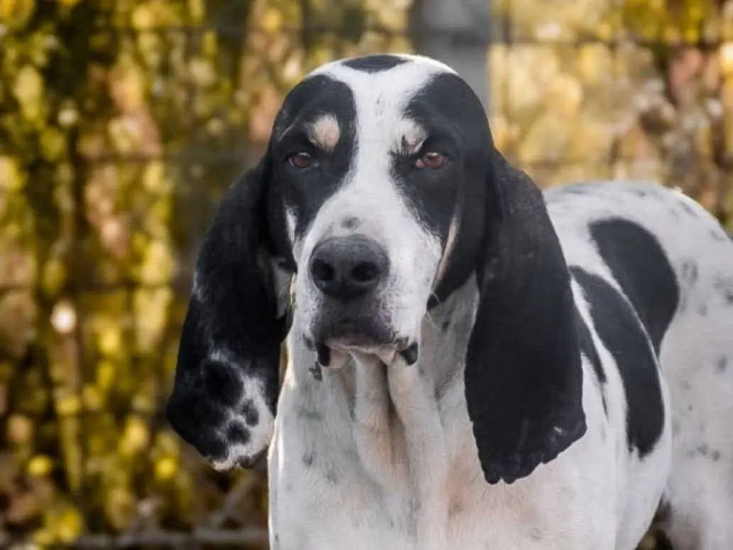 Adozione cane, maschio, Segugio Razza sconosciuta, 7 anni e 10 mesi, taglia media, Crotone