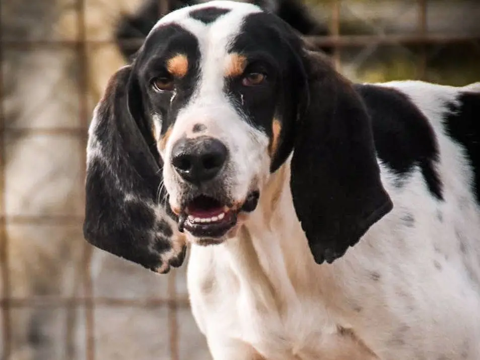 Vuoi adottare un cane a Crotone?