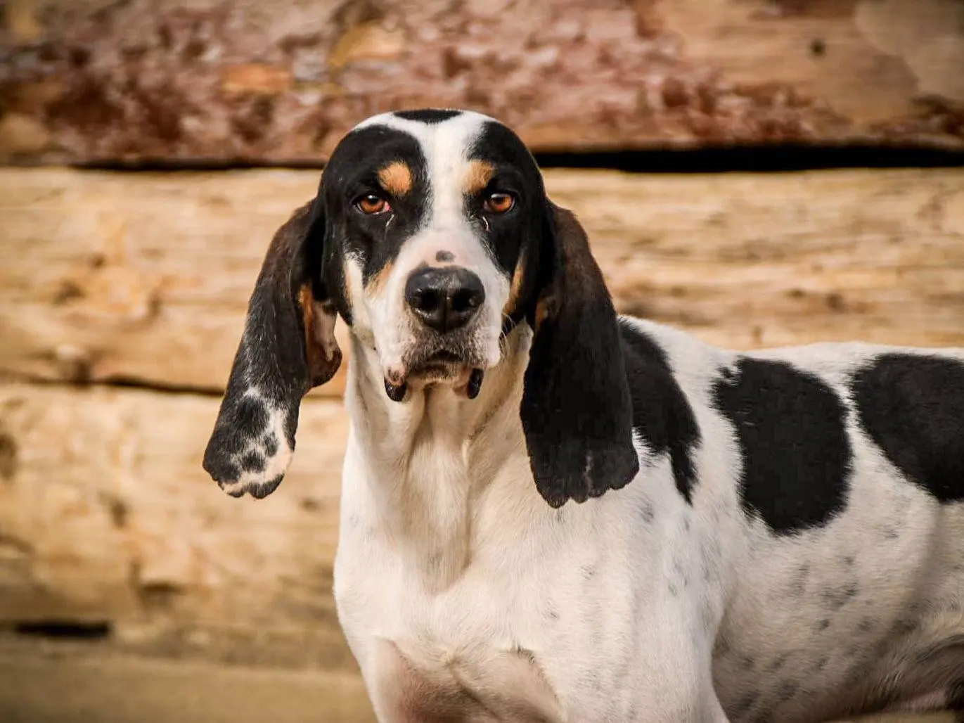 Adotta un cane, maschio, 7 anni e 10 mesi, Crotone