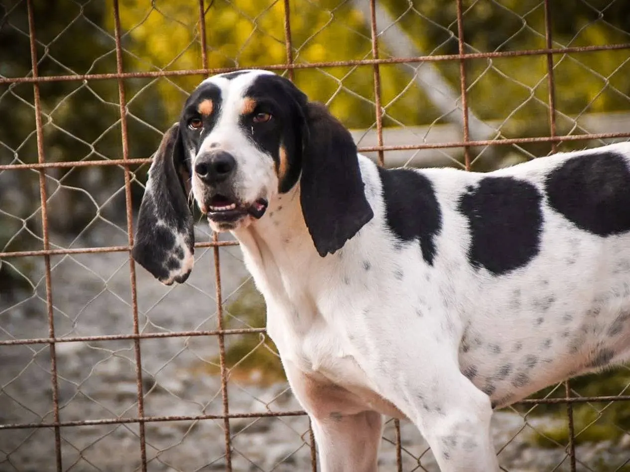 Adotta un cane, taglia media, maschio, Crotone