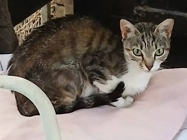 Adotta un gatto, femmina, 2 anni e 2 mesi, Parma