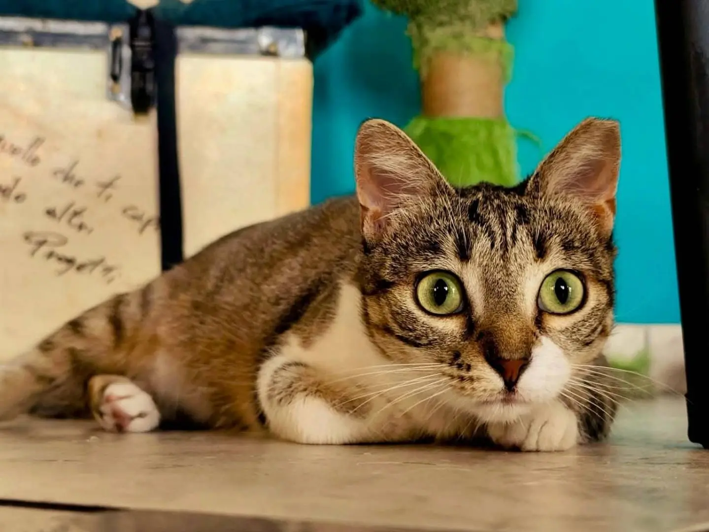Adozione gatto, femmina, Razza sconosciuta Razza sconosciuta, 2 anni e 2 mesi, taglia non valida, Parma