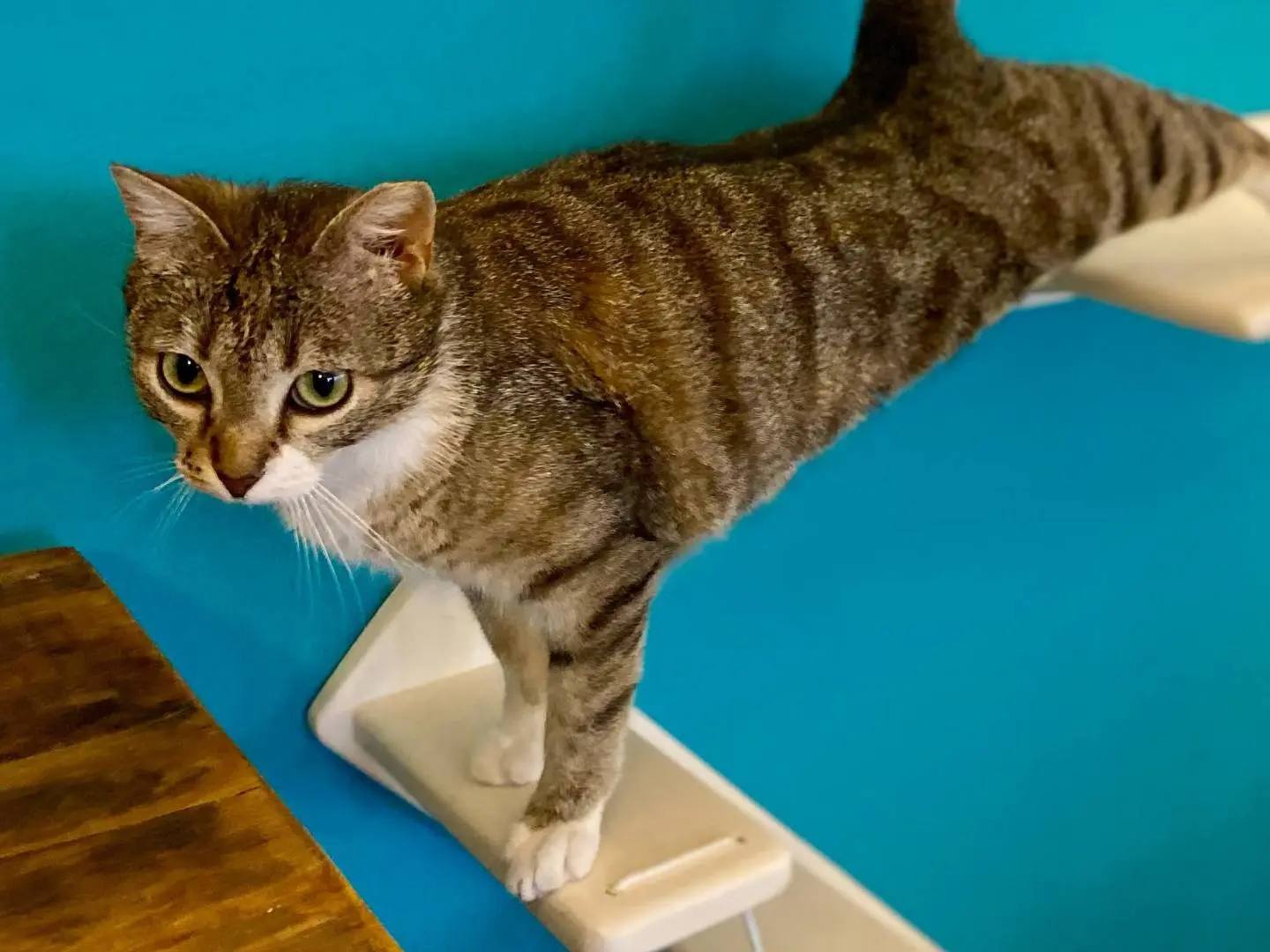 Vuoi adottare un gatto a Parma?