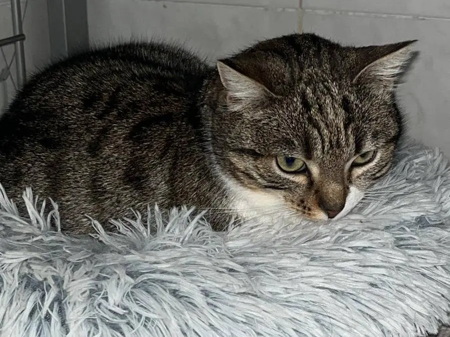 Adotta un gatto, taglia non valida, femmina, Parma
