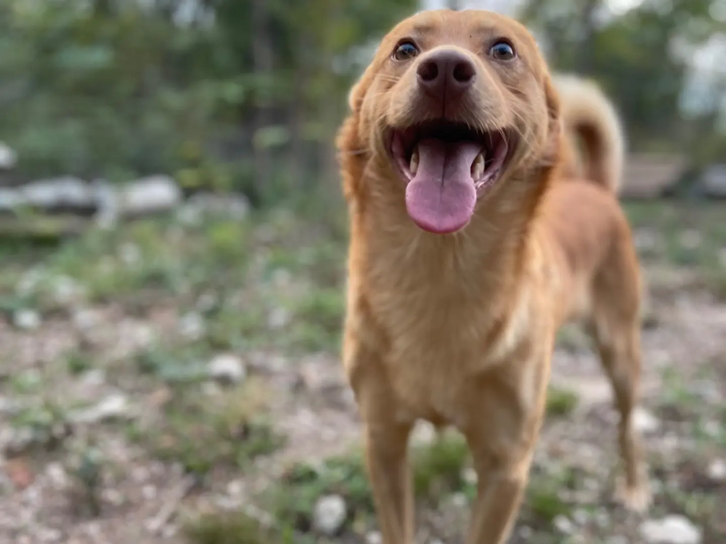 Adotta un cane, maschio, 4 anni e 11 mesi, Laquila