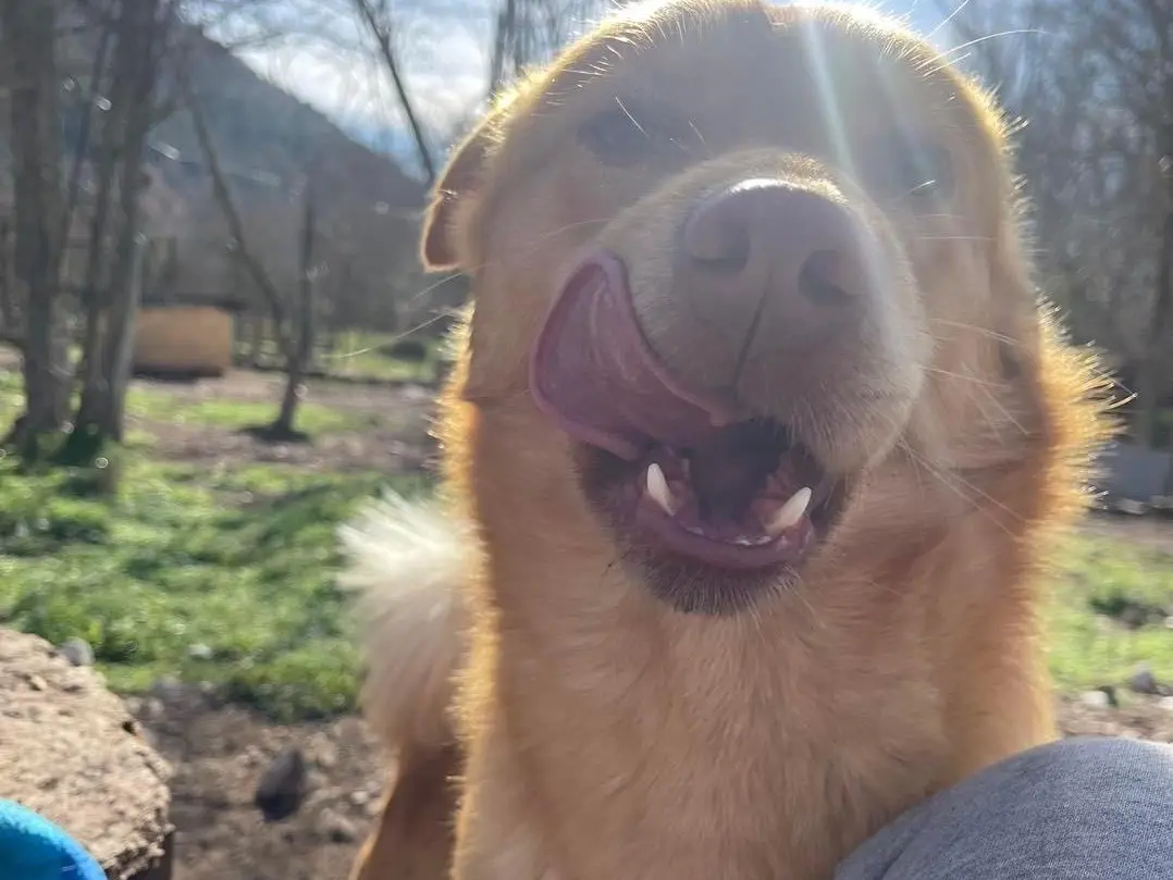 Vuoi adottare un cane a Laquila?