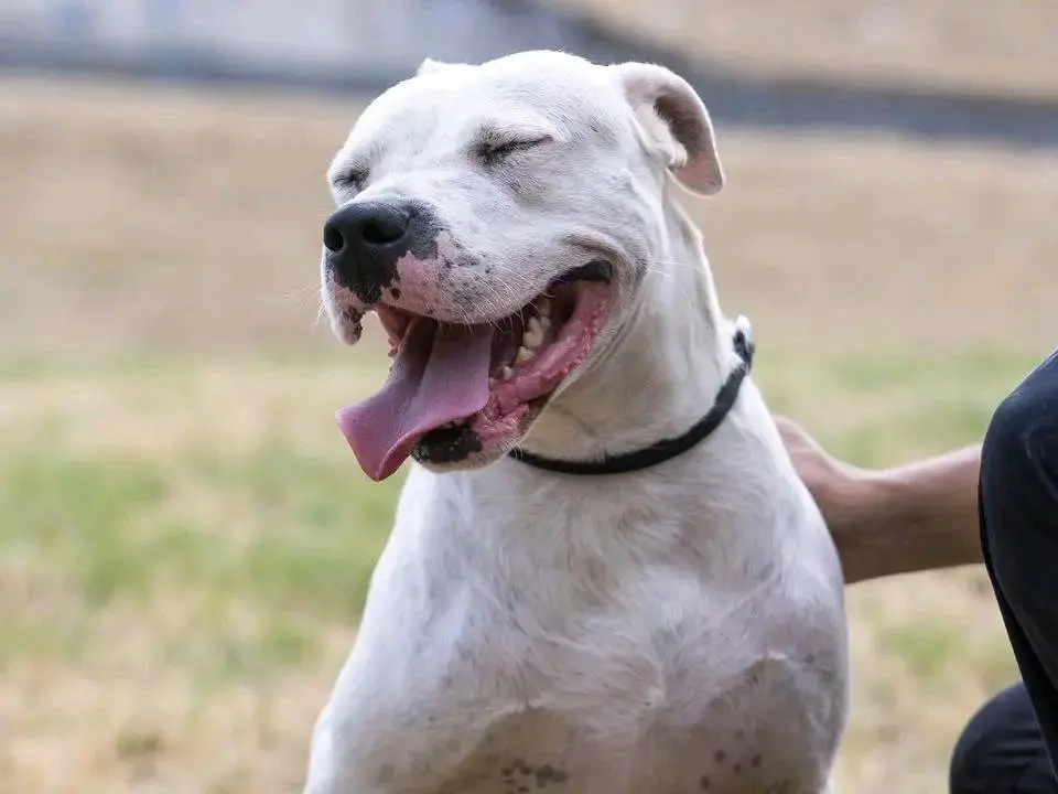 Adotta un cane, maschio, 6 anni e 2 mesi, Cremona