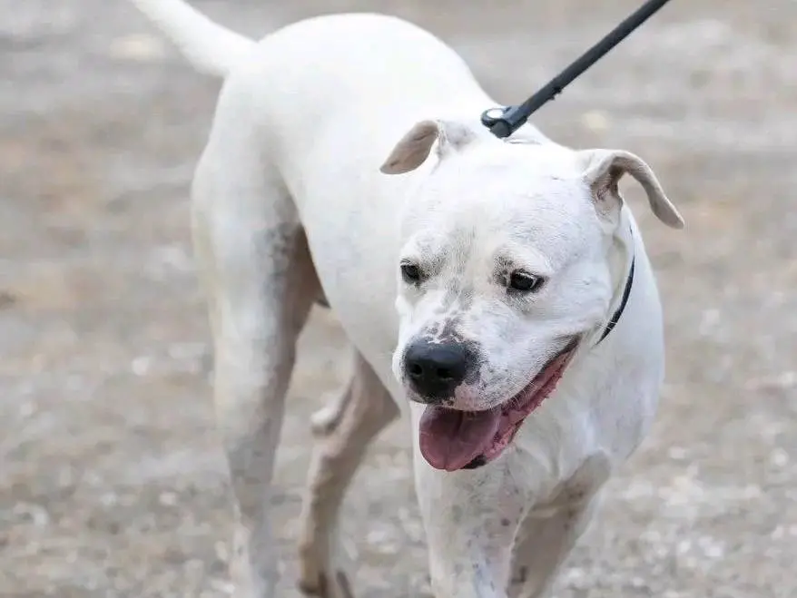 Adotta il cane TOGO a Cremona