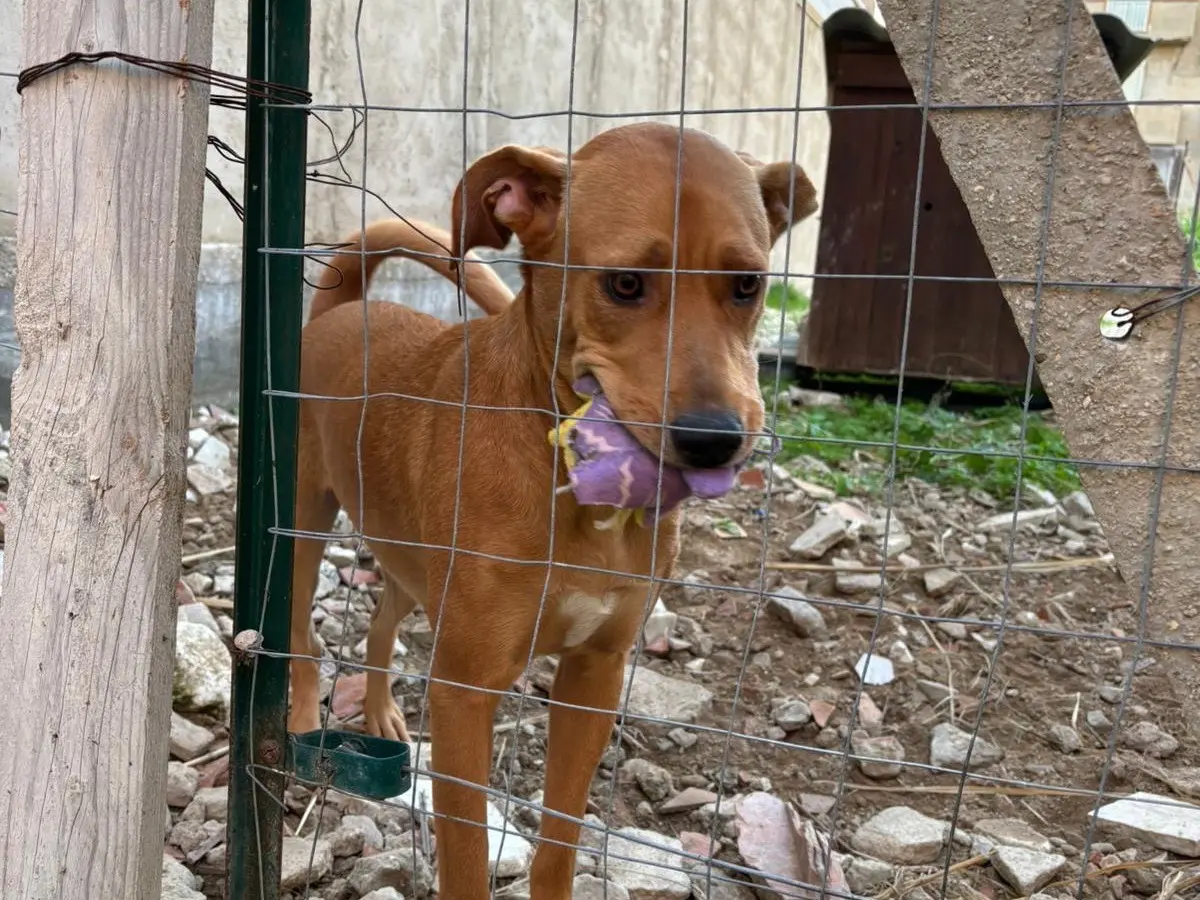 Vuoi adottare un cane a Catania?