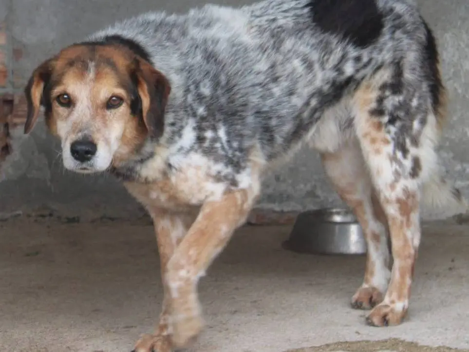 Adotta un cane, taglia media, maschio, Asti