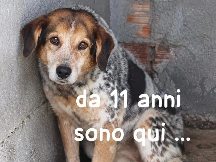 Adozione cane, maschio, Razza sconosciuta Razza sconosciuta, 11 anni e 1 mese, taglia media, Asti