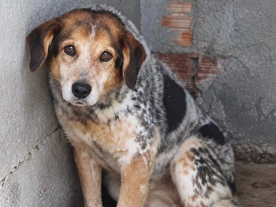 Adotta un cane, maschio, 11 anni e 1 mese, Asti
