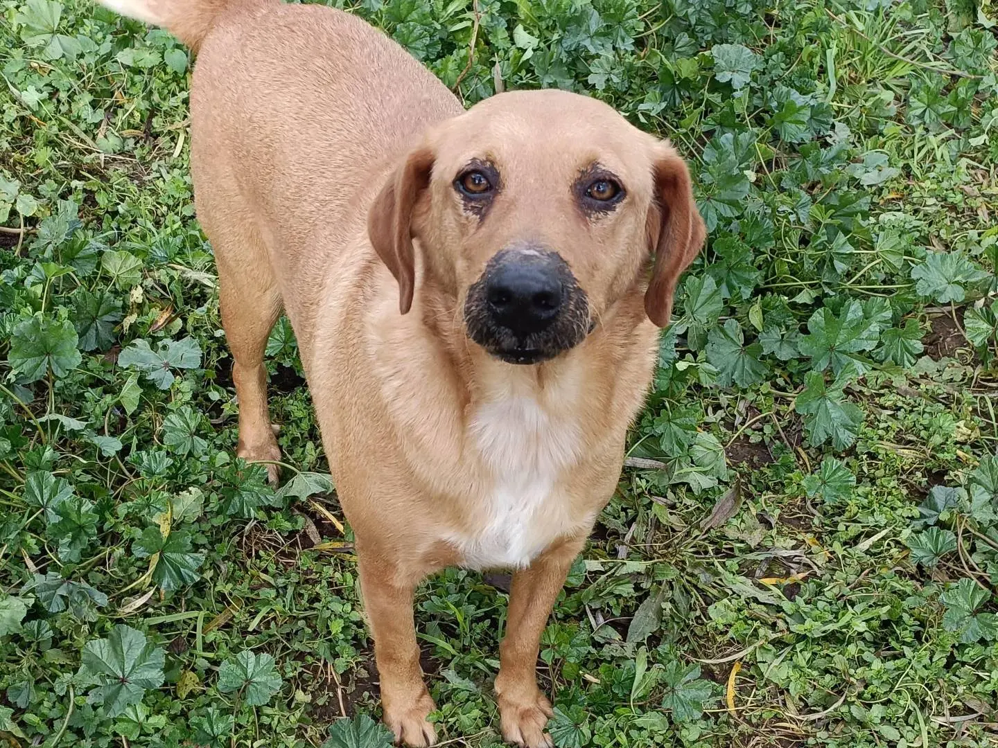 Adozione cane, maschio, Razza sconosciuta Razza sconosciuta, 7 anni e 8 mesi, taglia media, Latina