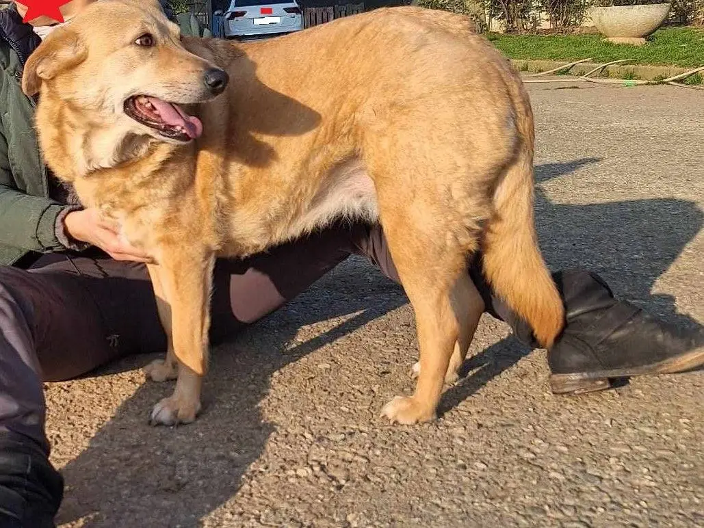 Adozione cane, femmina, Razza sconosciuta Razza sconosciuta, 6 anni e 10 mesi, taglia media, Como