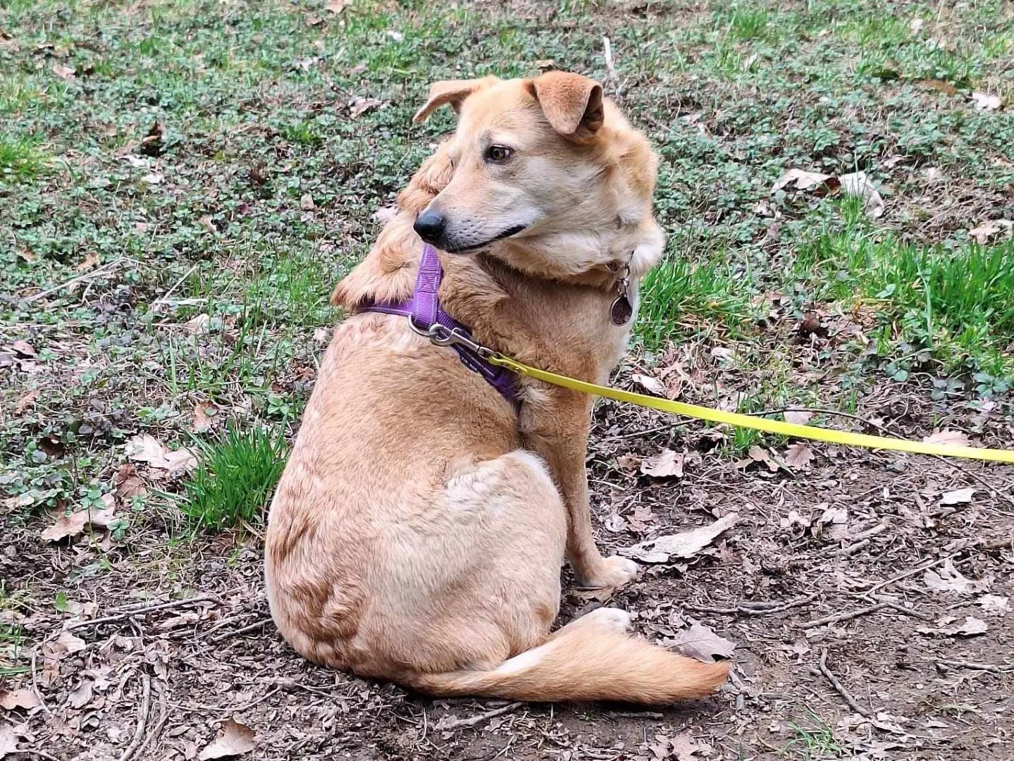 Vuoi adottare un cane a Como?