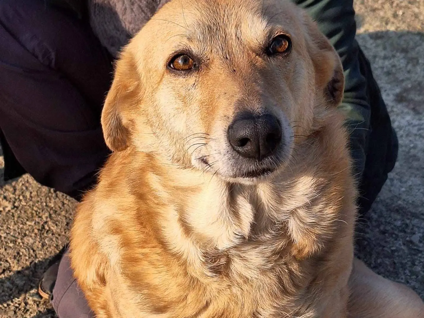 Adotta un cane, femmina, 6 anni e 10 mesi, Como