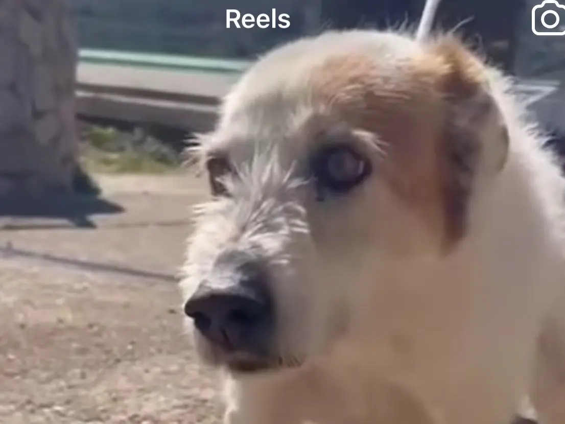 Adotta un cane, taglia media contenuta, maschio, Latina