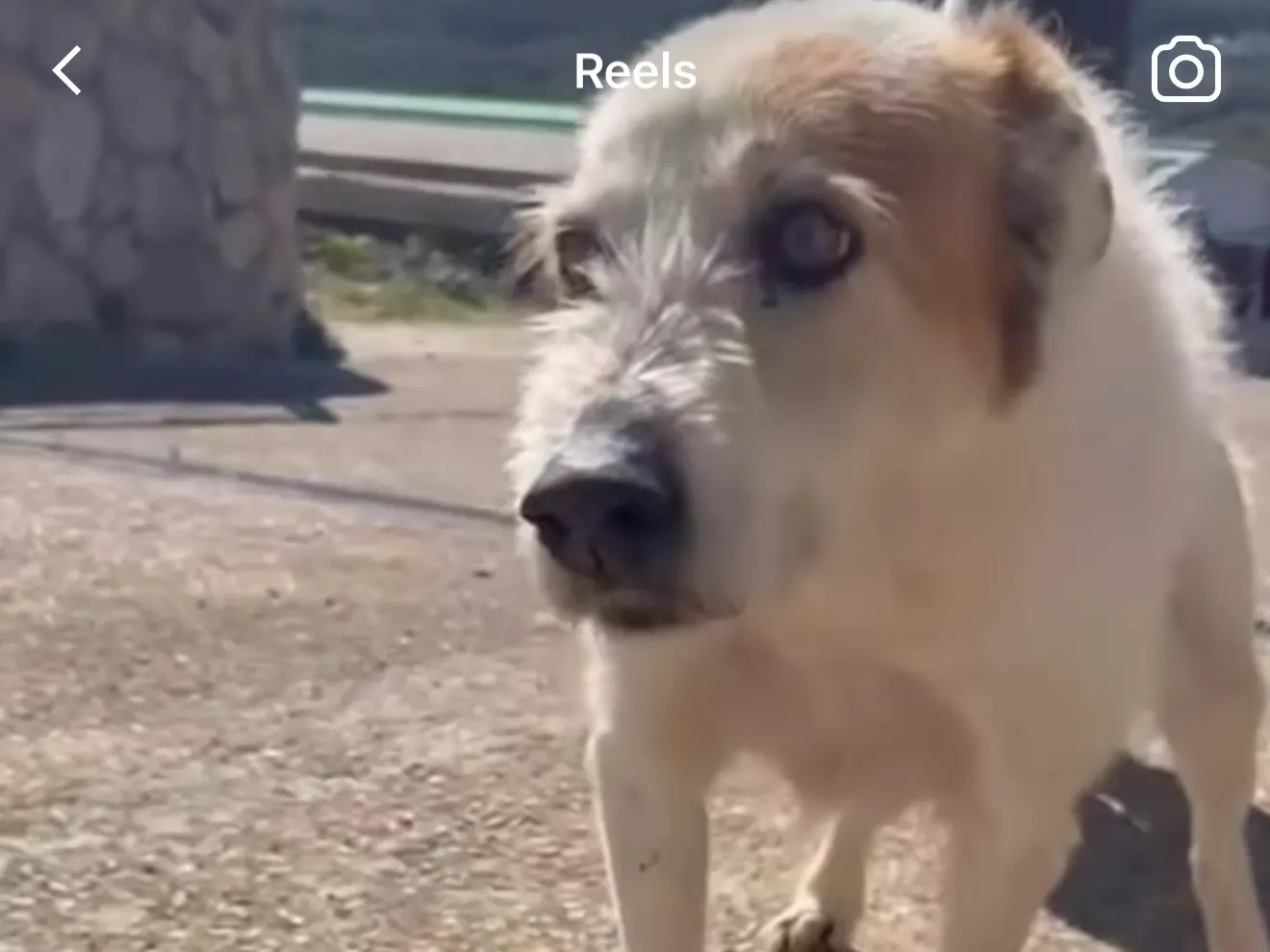 Adotta un cane, maschio, 11 anni e 9 mesi, Latina