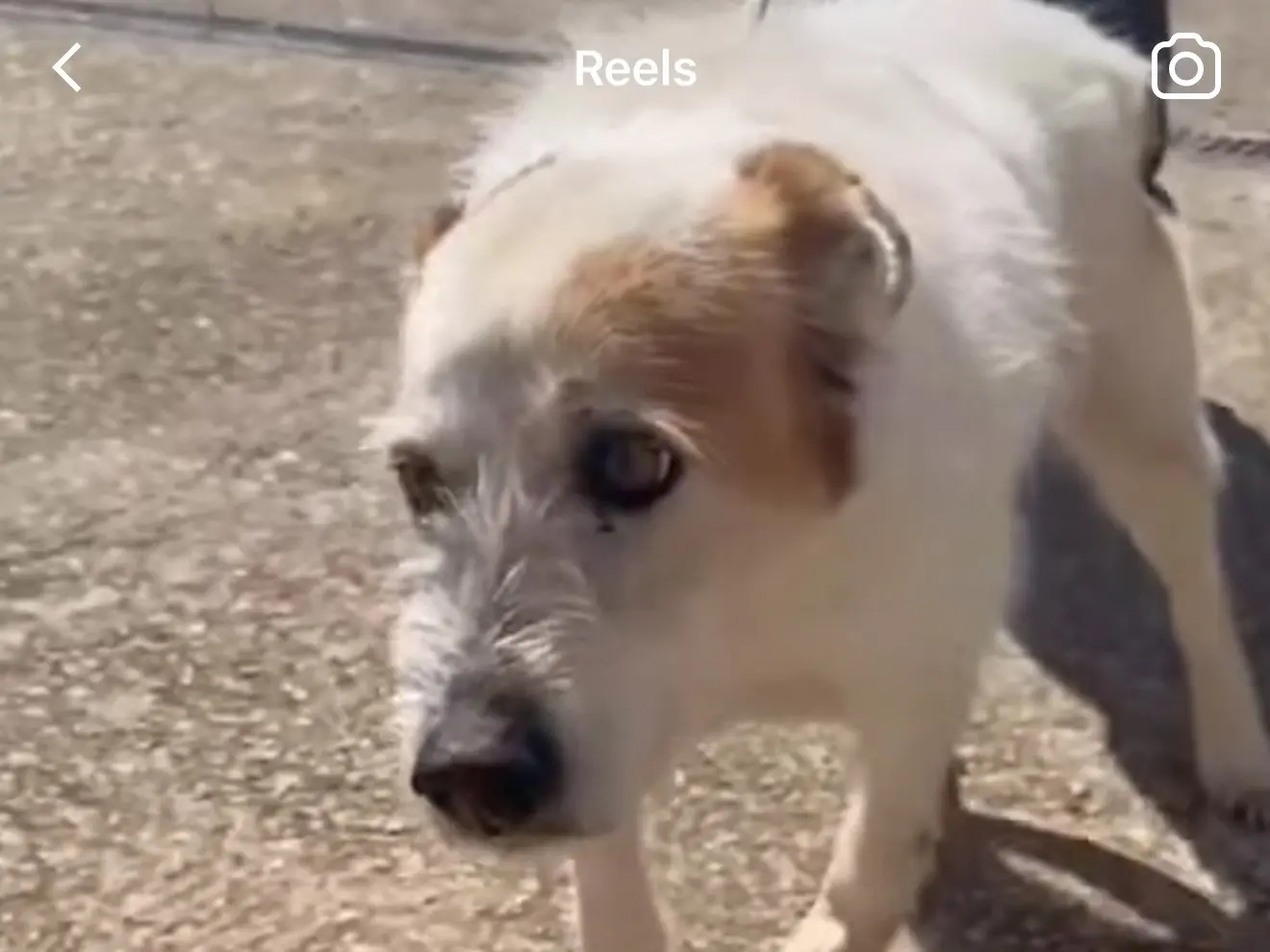 Adozione cane, maschio, Razza sconosciuta Razza sconosciuta, 11 anni e 9 mesi, taglia media contenuta, Latina