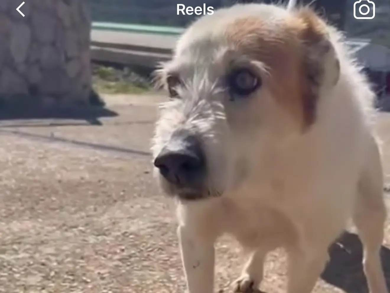 Vuoi adottare un cane a Latina?