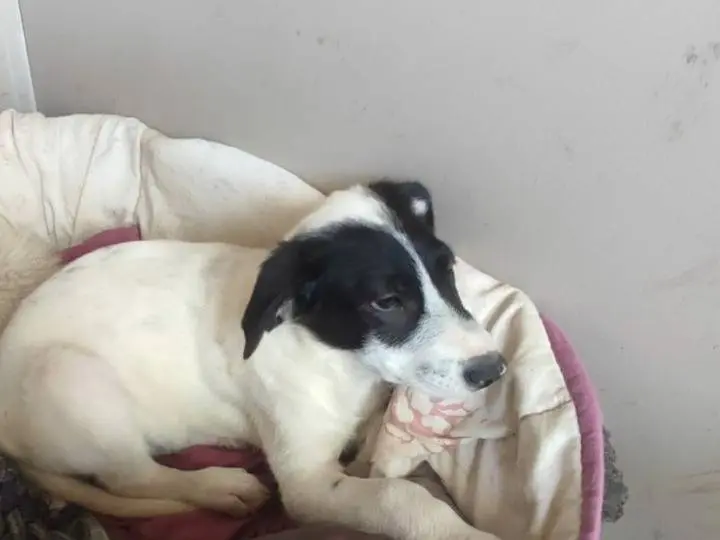 Adozione cane, maschio, Razza sconosciuta Razza sconosciuta, 1 anno e 2 mesi, taglia media, Potenza