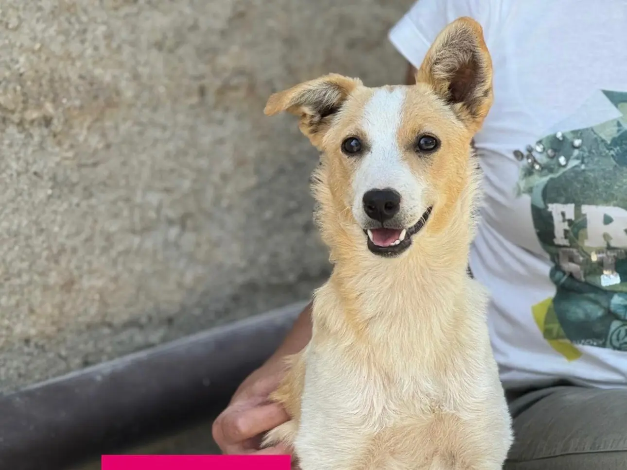 Adozione cane, femmina, Razza sconosciuta Razza sconosciuta, 9 mesi, taglia piccola, Catanzaro