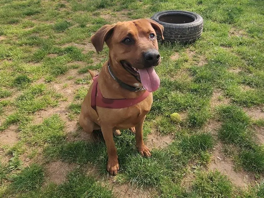 Adotta un cane, maschio, 8 anni e 9 mesi, Genova