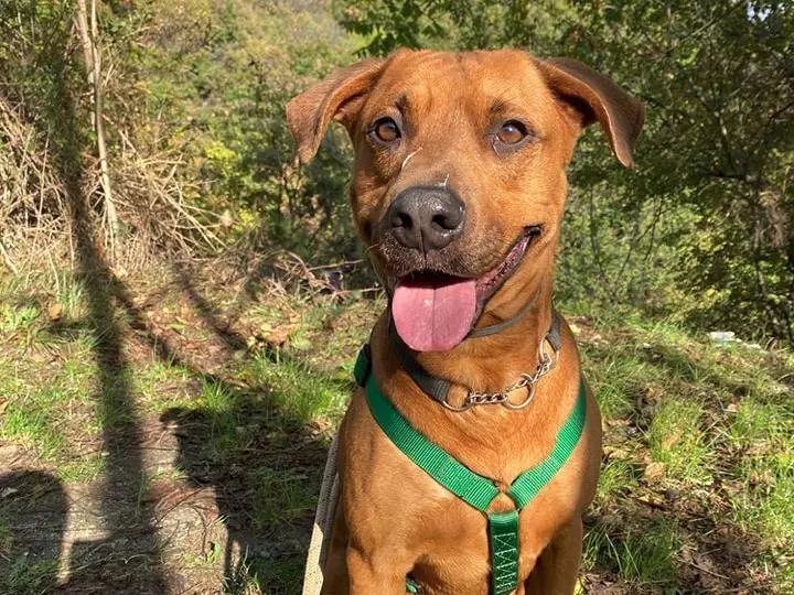Adozione cane, maschio, meticcio, 8 anni e 9 mesi, taglia grande, Genova