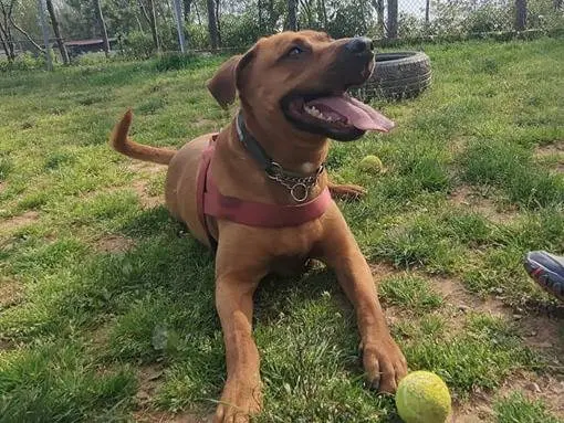 Adotta un cane, taglia grande, maschio, Genova