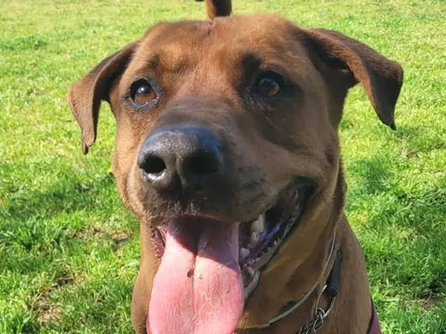 Vuoi adottare un cane a Genova?