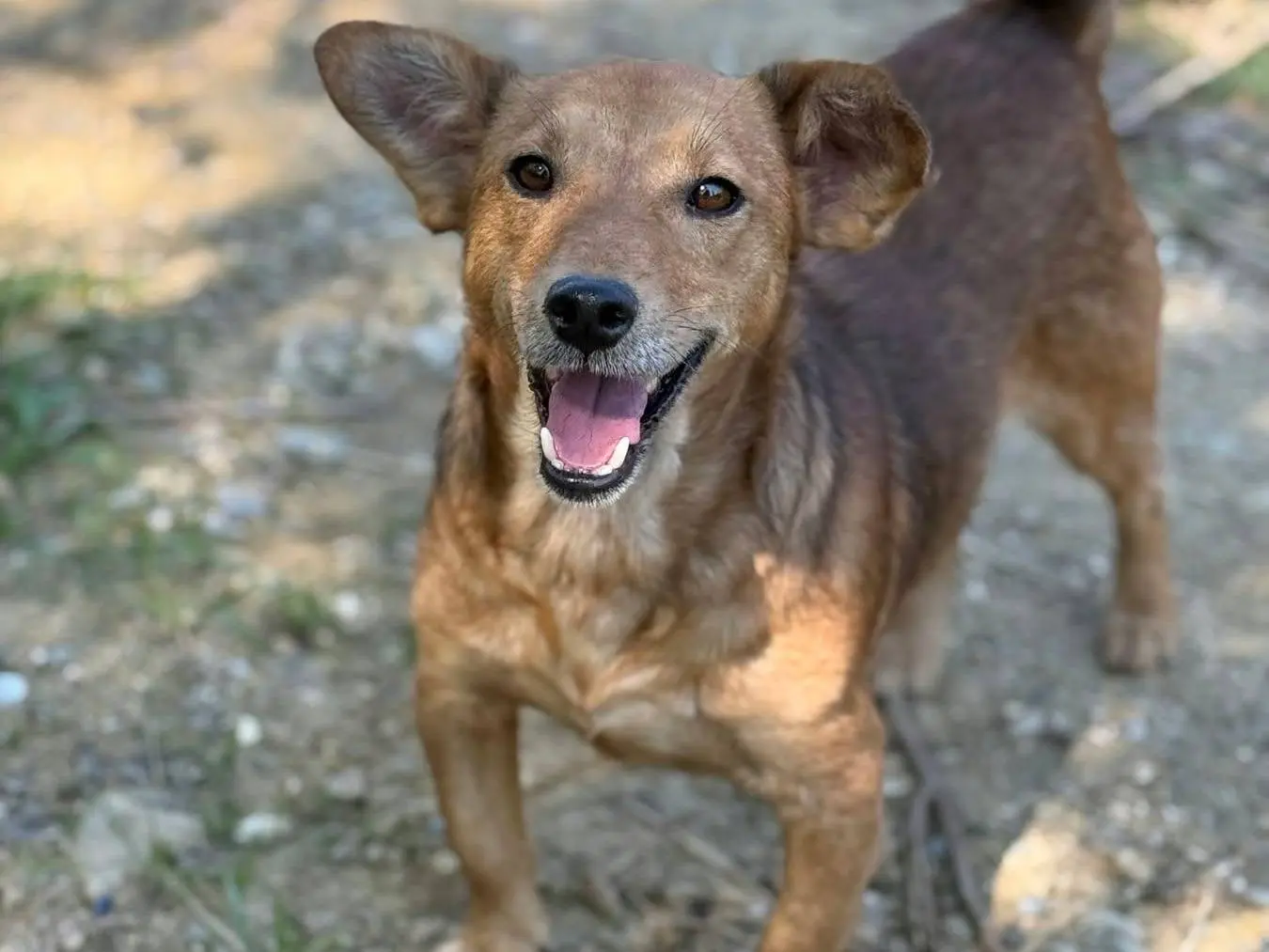 Vuoi adottare un cane a Firenze?