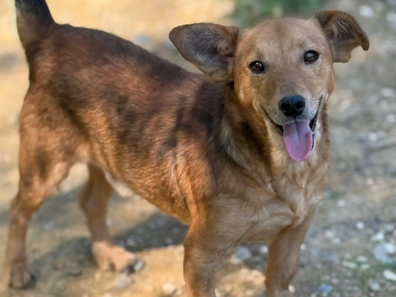 Adotta un cane, taglia piccola, maschio, Firenze