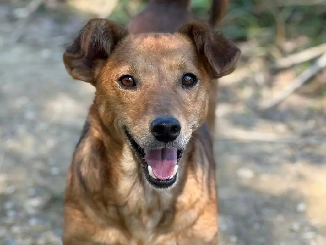 Adotta il cane NOAH a Firenze