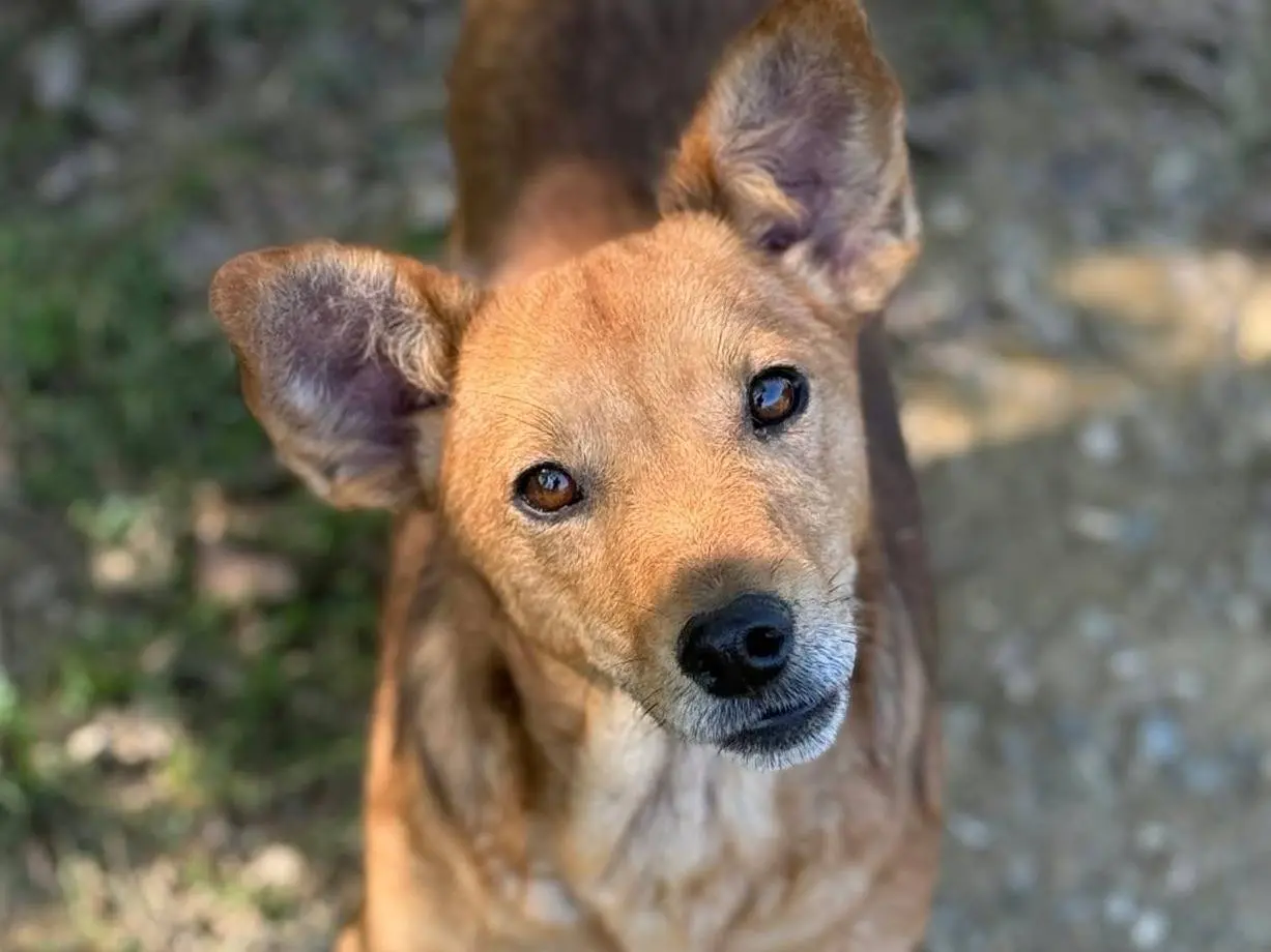 Adozione cane, maschio, Razza sconosciuta Razza sconosciuta, 7 anni, taglia piccola, Firenze