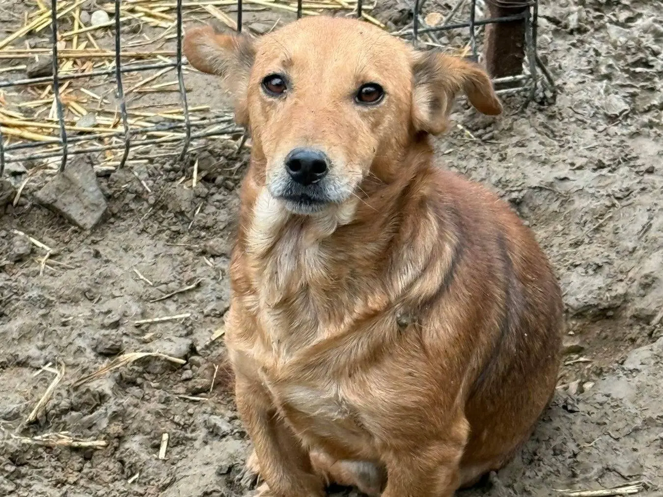 Adotta un cane, maschio, 7 anni, Firenze